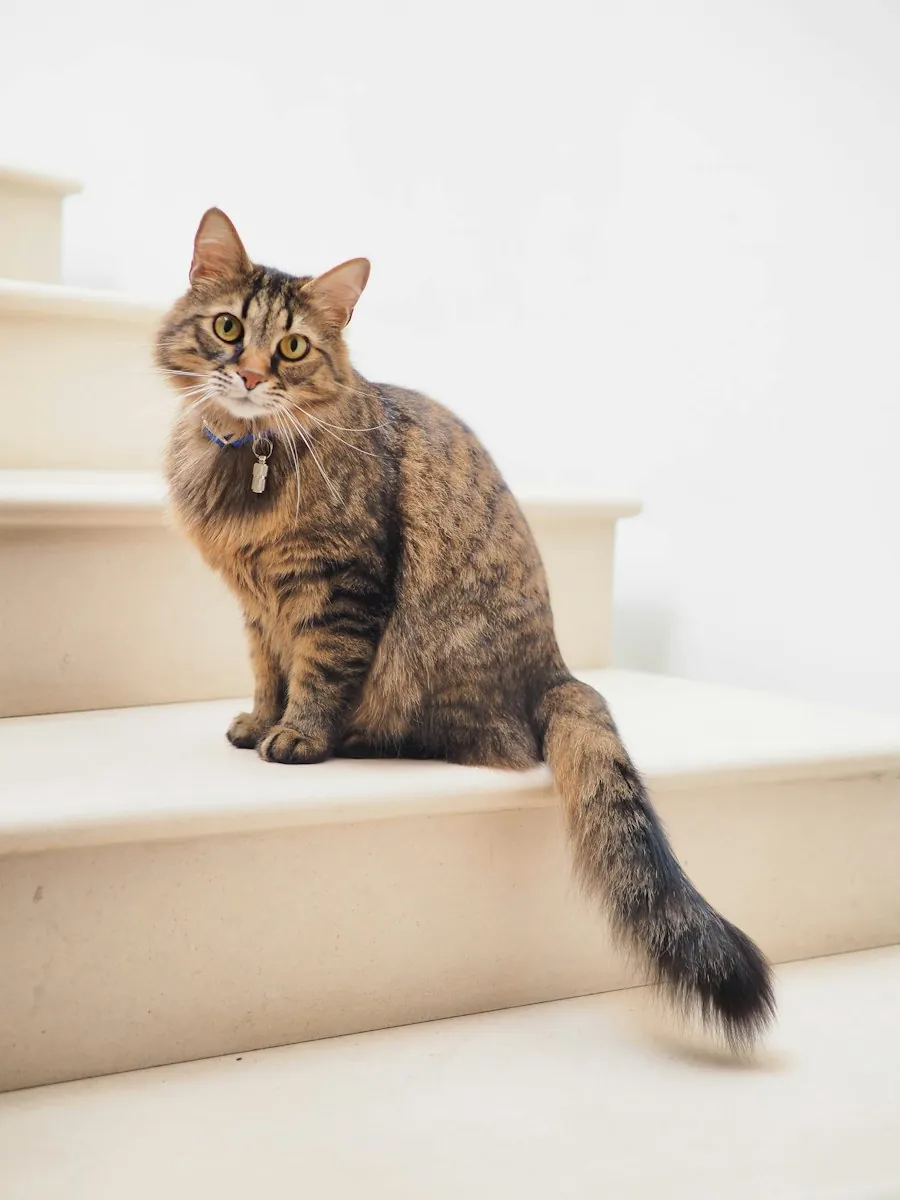 Relaxed cat on the stairs