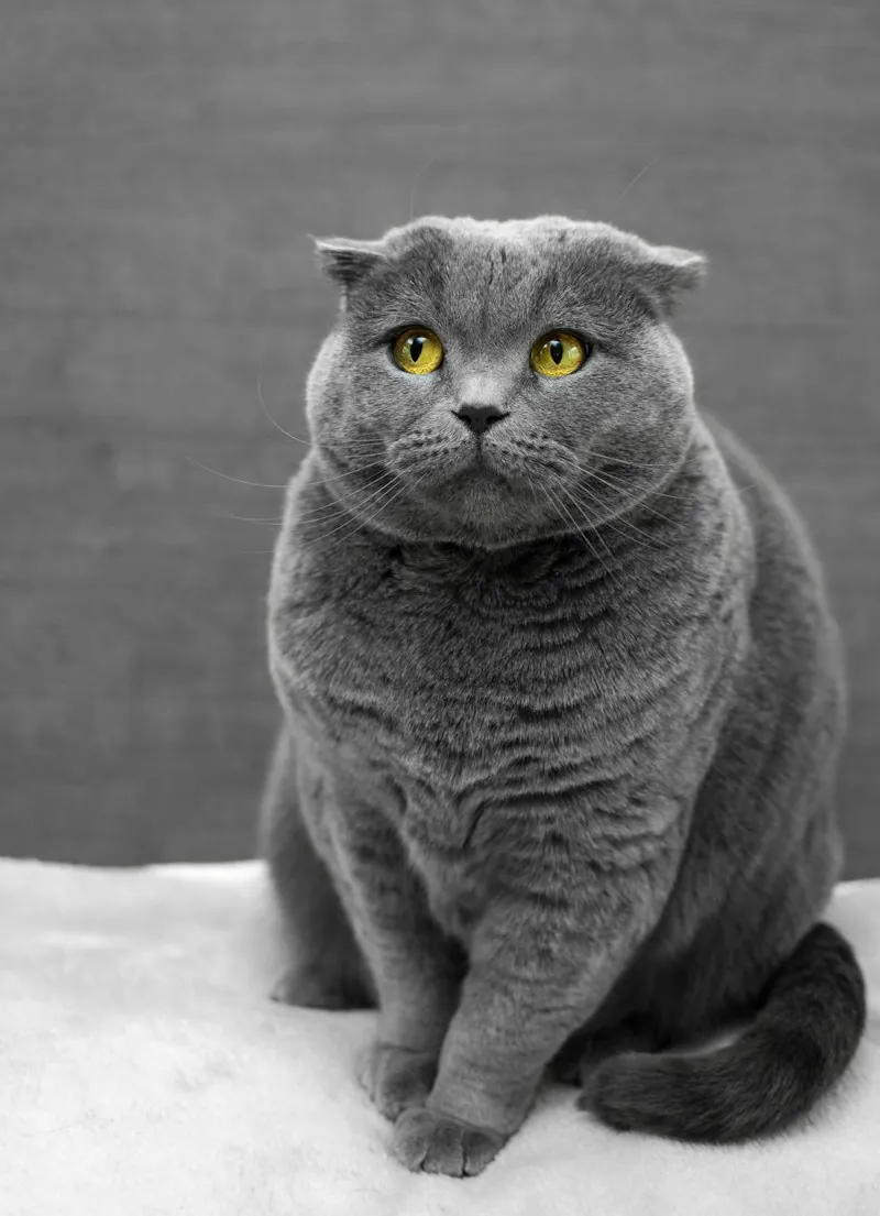 Content cat patient at Anicare Pet Clinic, Hyderabad